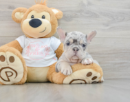 11 week old French Bulldog Puppy For Sale - Puppy Love PR