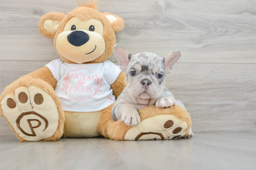 11 week old French Bulldog Puppy For Sale - Puppy Love PR