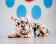 13 week old French Bulldog Puppy For Sale - Puppy Love PR