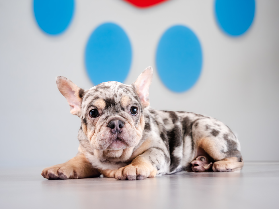 French Bulldog Puppy for Adoption