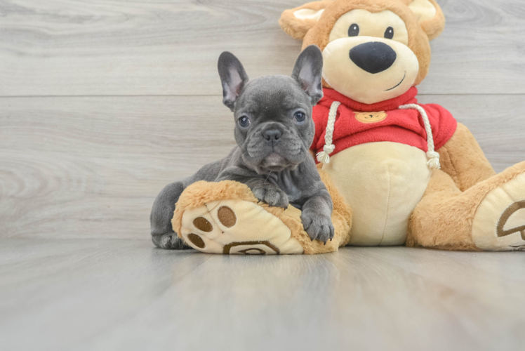 Meet Dynasty - our French Bulldog Puppy Photo 1/3 - Puppy Love PR Akc Registered French Bulldog Baby