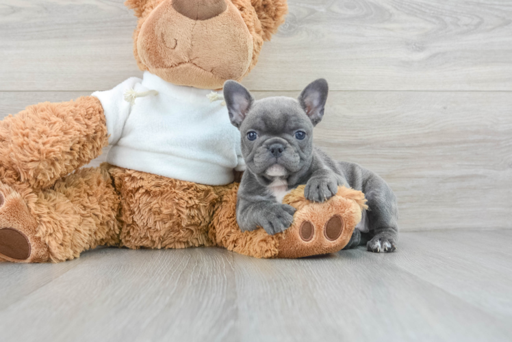 Meet Georgia - our French Bulldog Puppy Photo 1/3 - Puppy Love PR Best French Bulldog Baby