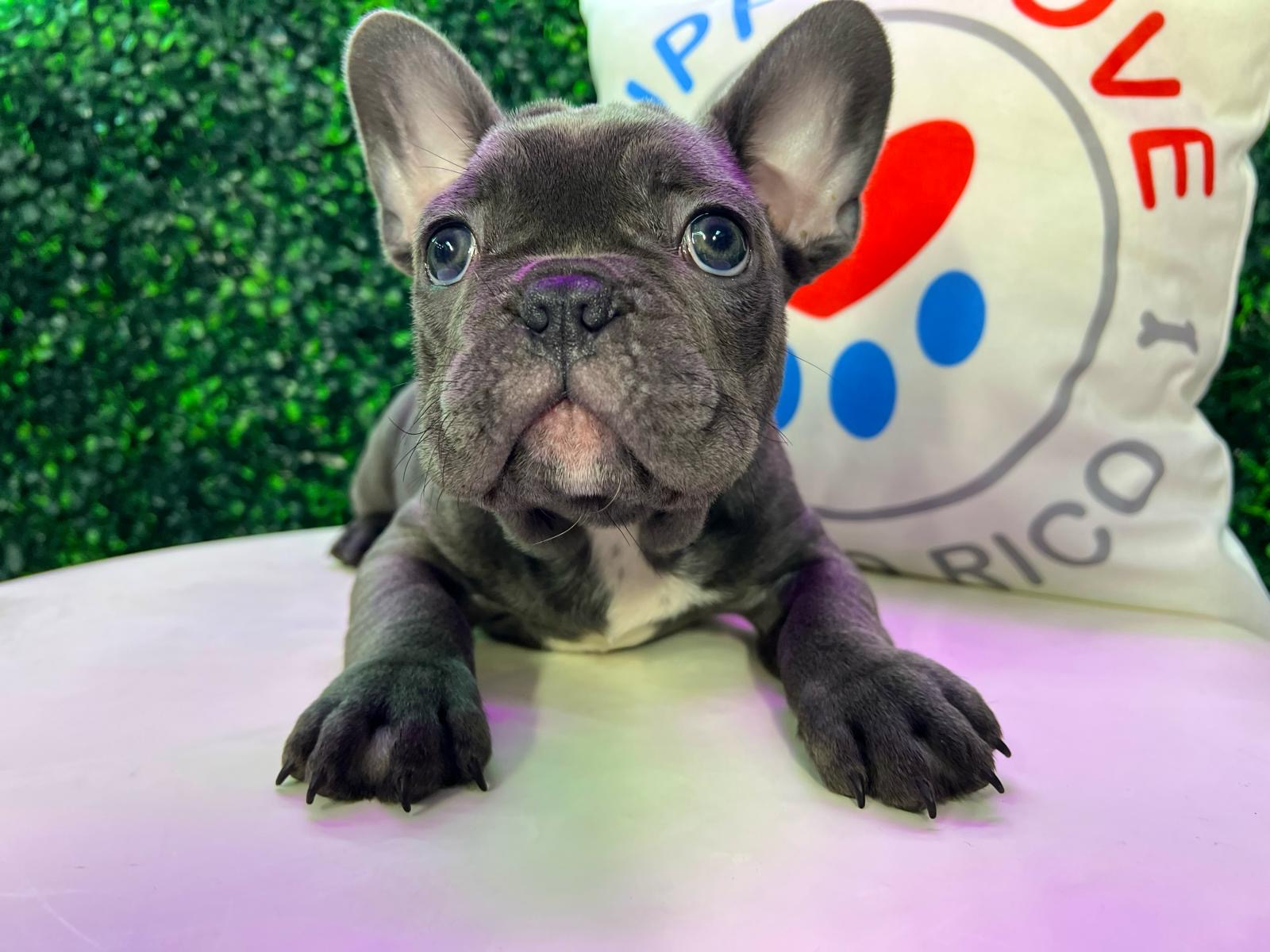 Cute French Bulldog Purebred Pup