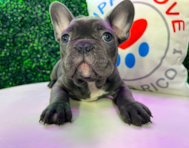 11 week old French Bulldog Puppy For Sale - Puppy Love PR