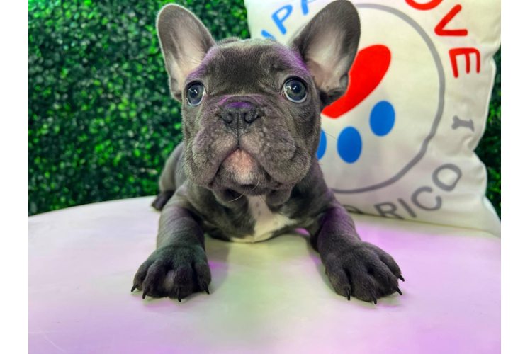 Meet Geronimo - our French Bulldog Puppy Photo 1/4 - Puppy Love PR Cute French Bulldog Purebred Pup