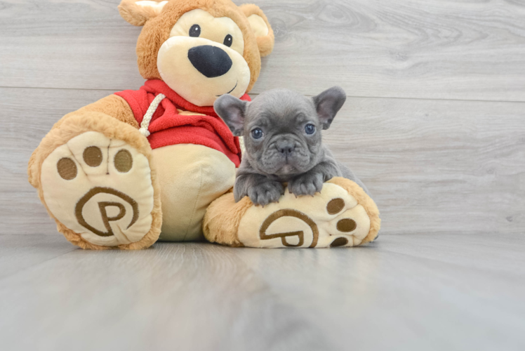 Meet J Lo - our French Bulldog Puppy Photo 1/3 - Puppy Love PR French Bulldog Puppy for Adoption