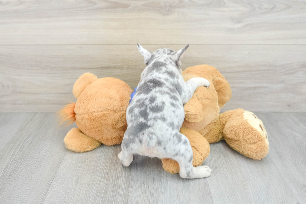 Akc Registered French Bulldog Baby