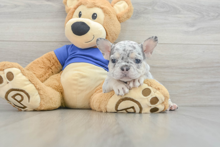 French Bulldog Pup Being Cute