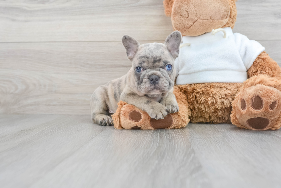 French Bulldog Puppy for Adoption