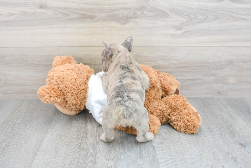 Funny French Bulldog Baby