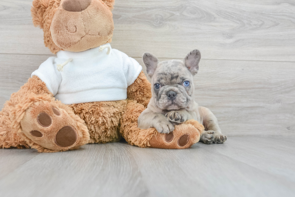 Best French Bulldog Baby