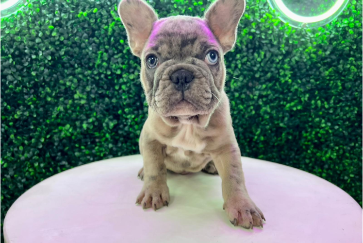French Bulldog Pup Being Cute