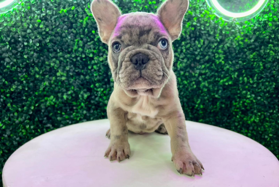 French Bulldog Pup Being Cute
