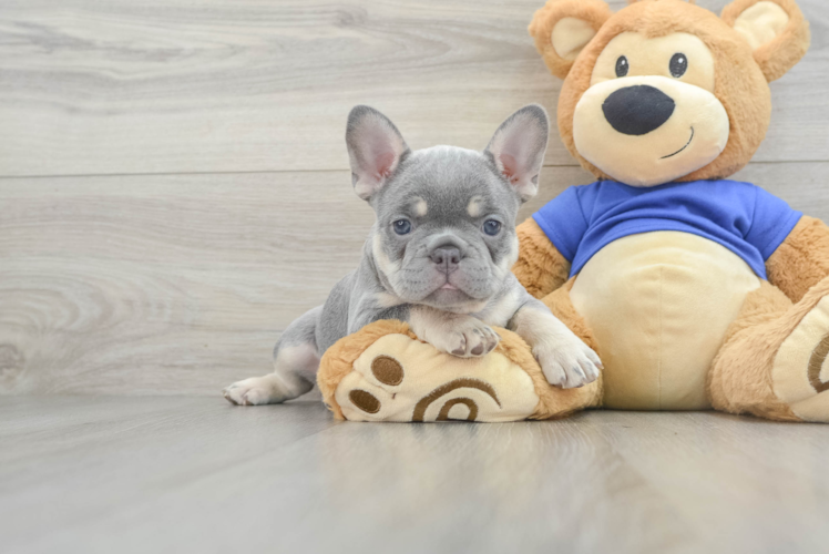 Hypoallergenic French Bulldog Baby