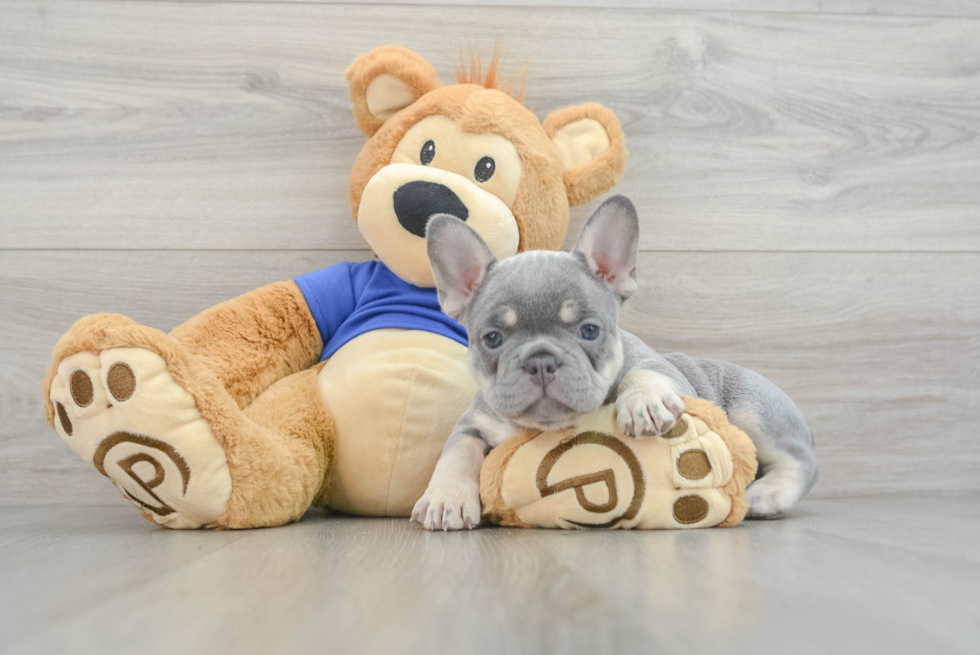 Funny French Bulldog Purebred Pup