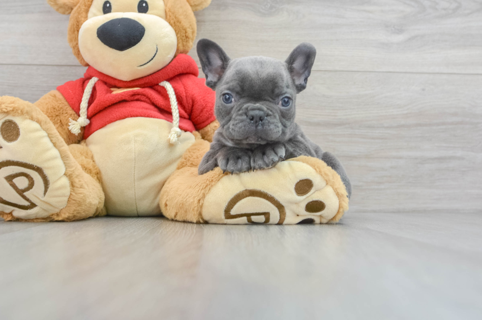 9 week old French Bulldog Puppy For Sale - Puppy Love PR