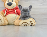 9 week old French Bulldog Puppy For Sale - Puppy Love PR