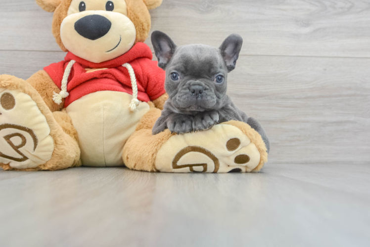 Meet Juno - our French Bulldog Puppy Photo 1/3 - Puppy Love PR Small French Bulldog Baby