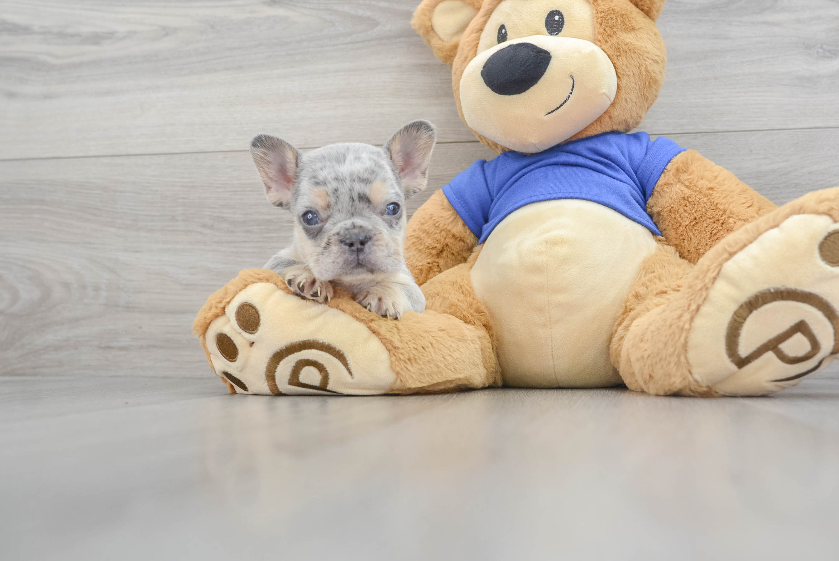 Fluffy Frenchie Purebred Puppy