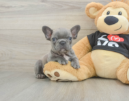 9 week old French Bulldog Puppy For Sale - Puppy Love PR