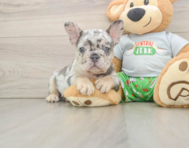 6 week old French Bulldog Puppy For Sale - Puppy Love PR
