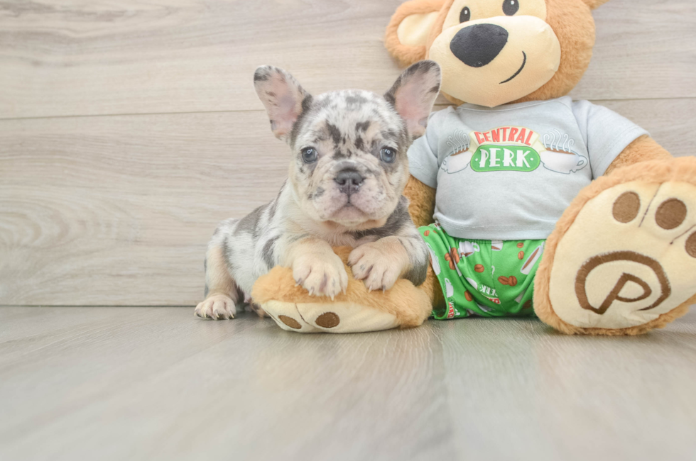9 week old French Bulldog Puppy For Sale - Puppy Love PR
