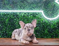 12 week old French Bulldog Puppy For Sale - Puppy Love PR