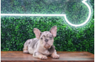 Cute French Bulldog Purebred Pup