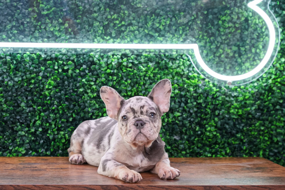 Cute French Bulldog Purebred Pup