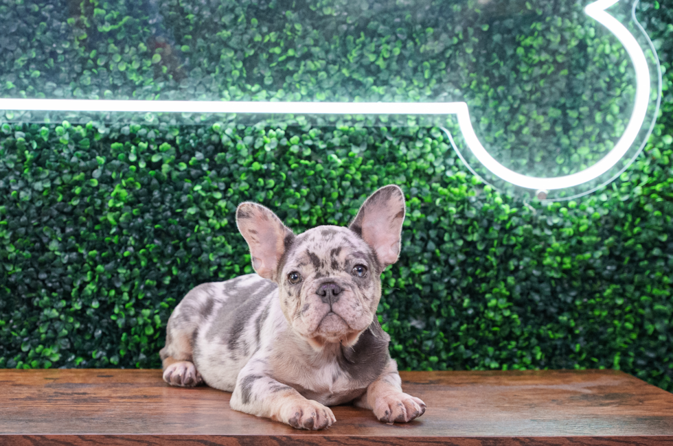 12 week old French Bulldog Puppy For Sale - Puppy Love PR