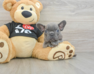 9 week old French Bulldog Puppy For Sale - Puppy Love PR