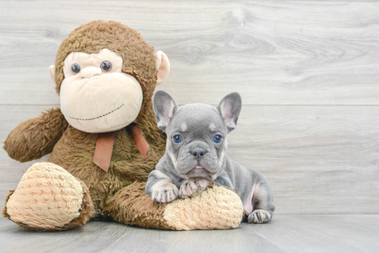 Meet Perla - our French Bulldog Puppy Photo 1/3 - Puppy Love PR Best French Bulldog Baby