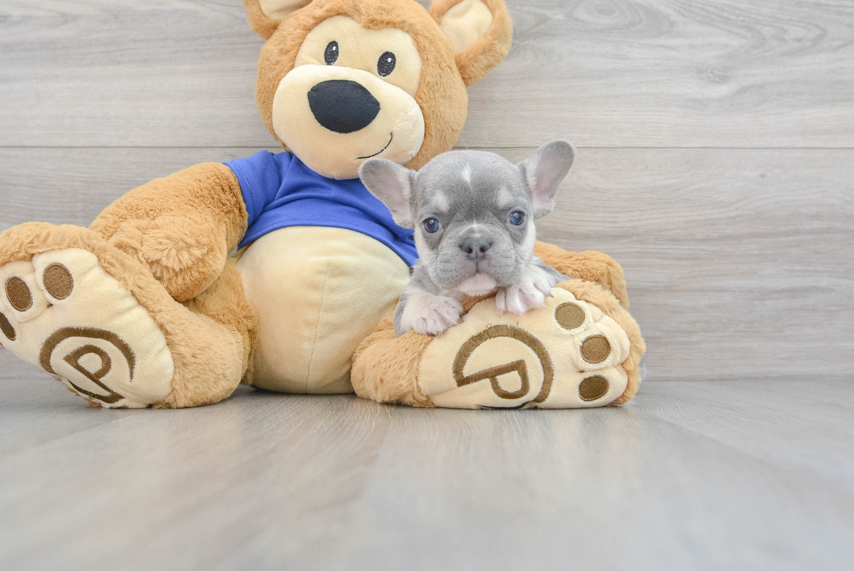 Friendly French Bulldog Baby