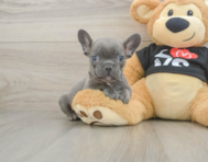 9 week old French Bulldog Puppy For Sale - Puppy Love PR