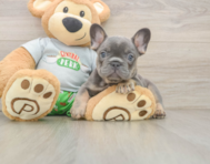 6 week old French Bulldog Puppy For Sale - Puppy Love PR