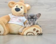 8 week old French Bulldog Puppy For Sale - Puppy Love PR