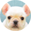French Bulldog Puppy For Sale - Puppy Love PR