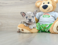 12 week old French Bulldog Puppy For Sale - Puppy Love PR