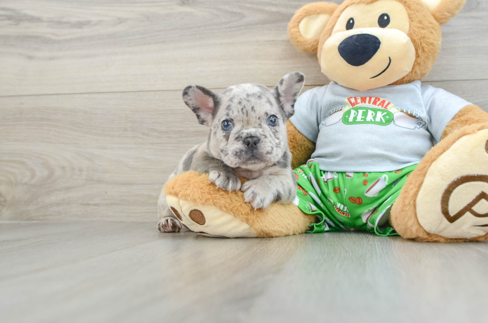 12 week old French Bulldog Puppy For Sale - Puppy Love PR