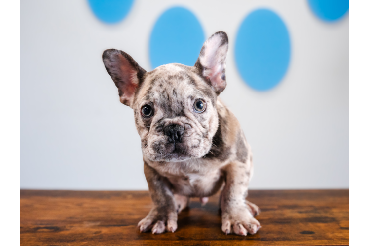 French Bulldog Pup Being Cute