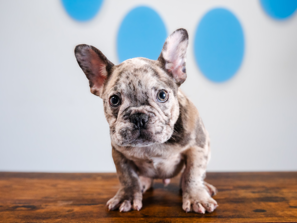French Bulldog Pup Being Cute