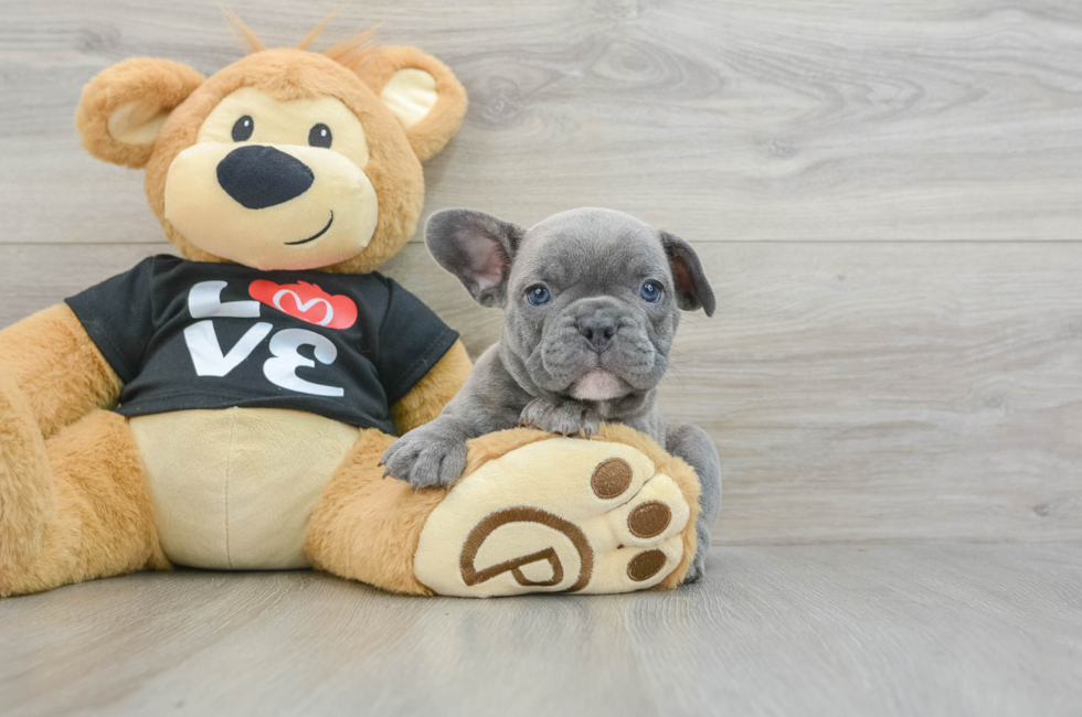 6 week old French Bulldog Puppy For Sale - Puppy Love PR