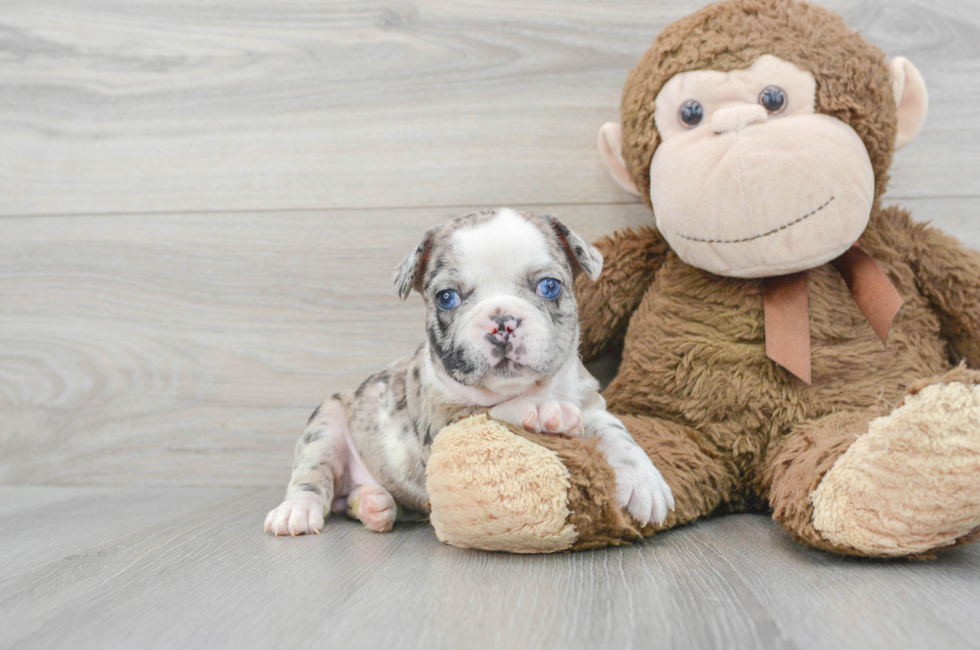 6 week old French Bulldog Puppy For Sale - Puppy Love PR