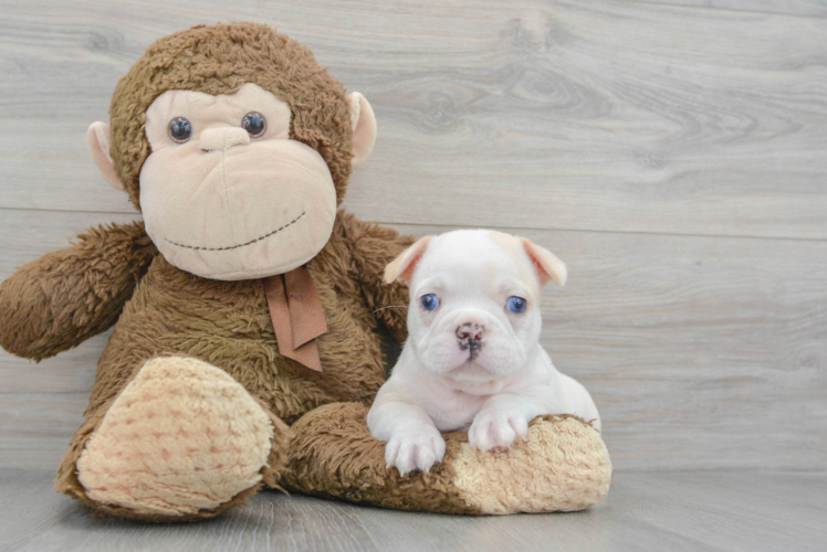 Meet Tasi - our French Bulldog Puppy Photo 1/3 - Puppy Love PR French Bulldog Pup Being Cute