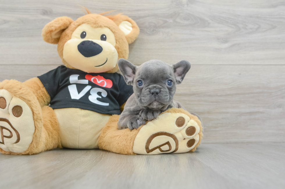 6 week old French Bulldog Puppy For Sale - Puppy Love PR