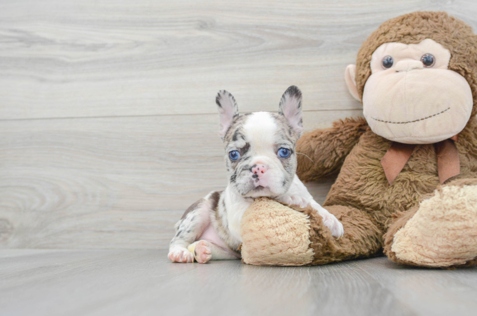 6 week old French Bulldog Puppy For Sale - Puppy Love PR