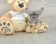 6 week old French Bulldog Puppy For Sale - Puppy Love PR