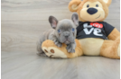 French Bulldog Pup Being Cute