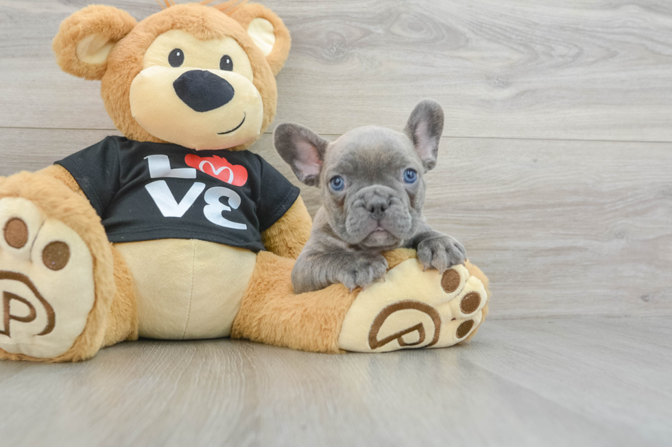 French Bulldog Pup Being Cute