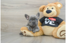 Best French Bulldog Baby